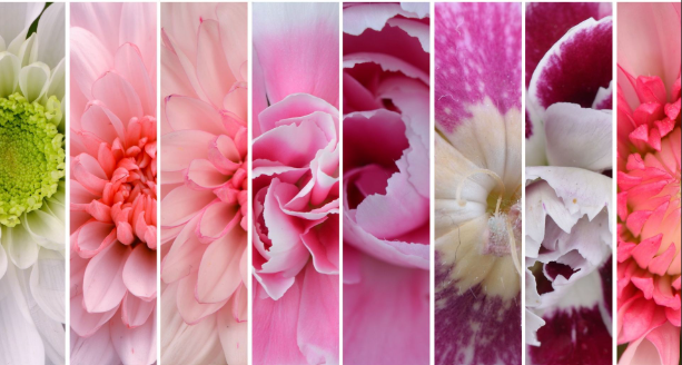 floristeria Los Anturios